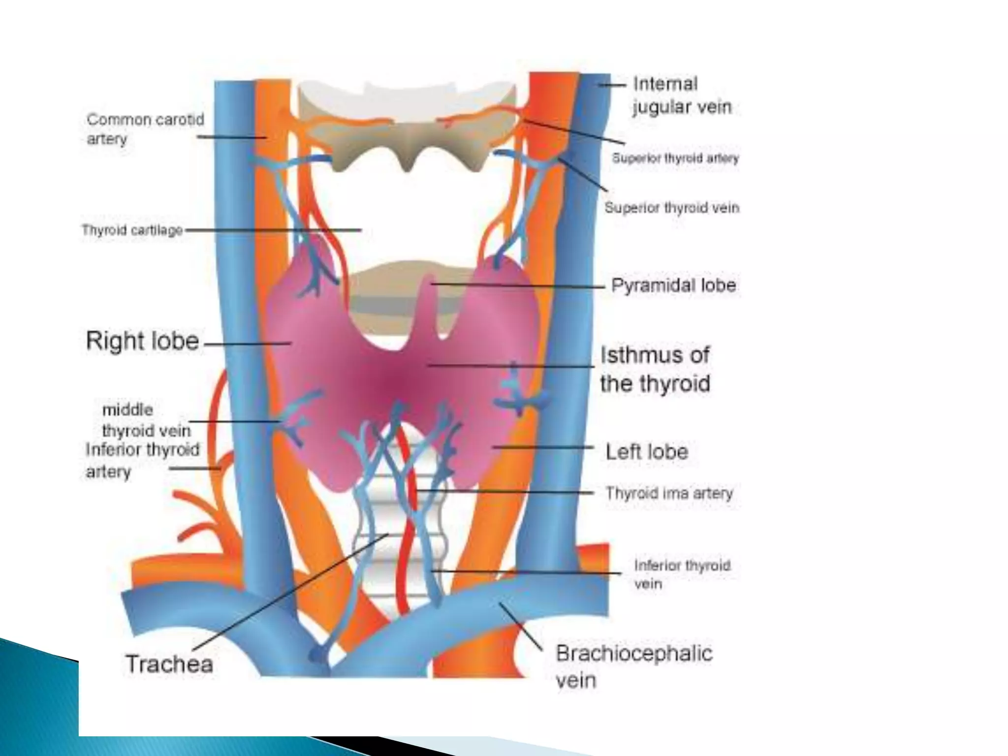 Anatomy And Physiology of thyroid gland | PDF