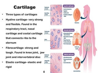 The tissue toolkit : Understanding the marvels of body's building ...