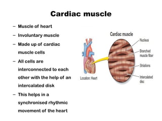 Heart Involuntary The tissue toolkit : Understanding the marvels of body's building ...