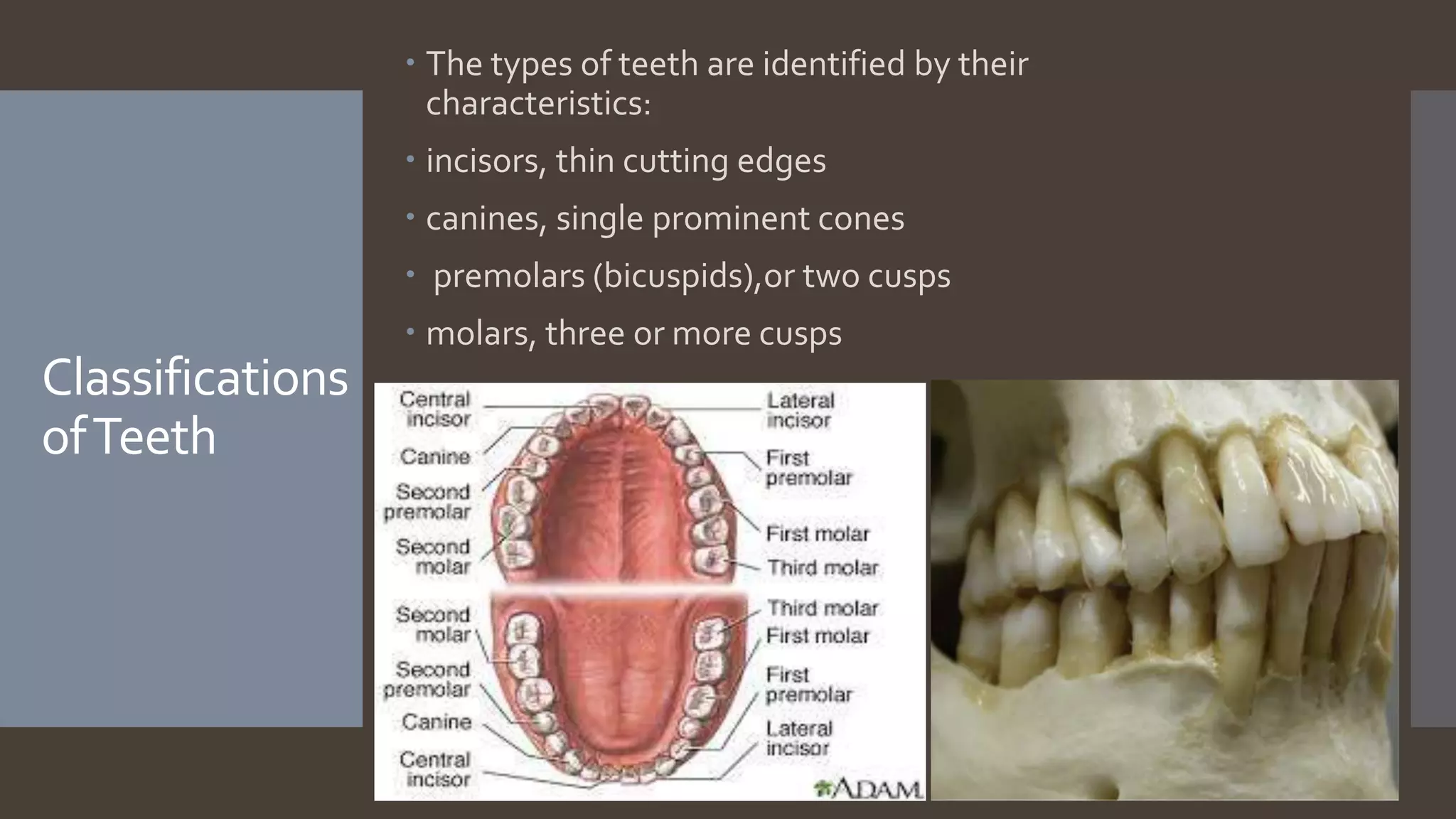 Anatomy and physiology of upper gi tract | PPTX