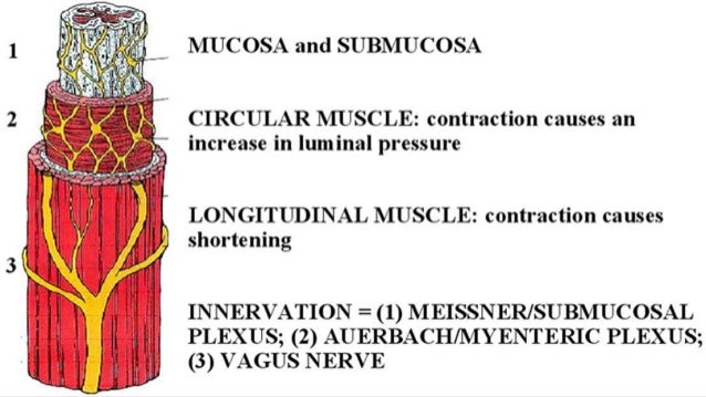 Anatomy and physiology of upper gi tract