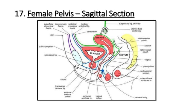 Anatomy and physiology of urinary bladder | PPT