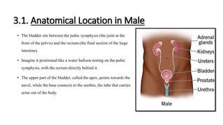 Anatomy and physiology of urinary bladder | PPTX