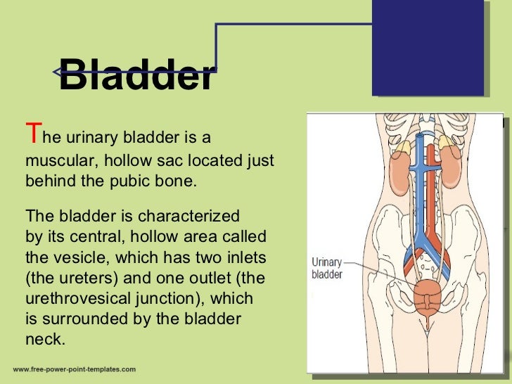 Anatomy and physiology of urinary system