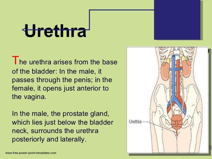 Anatomy and physiology of urinary system