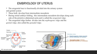 Rogenital Ridge Anatomy of Uterus and physiology of Uterus | PPTX