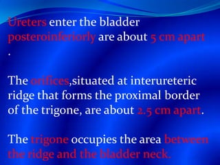 Urology 5th year, 1st lecture (Dr. Ali Kamal) | PPTX