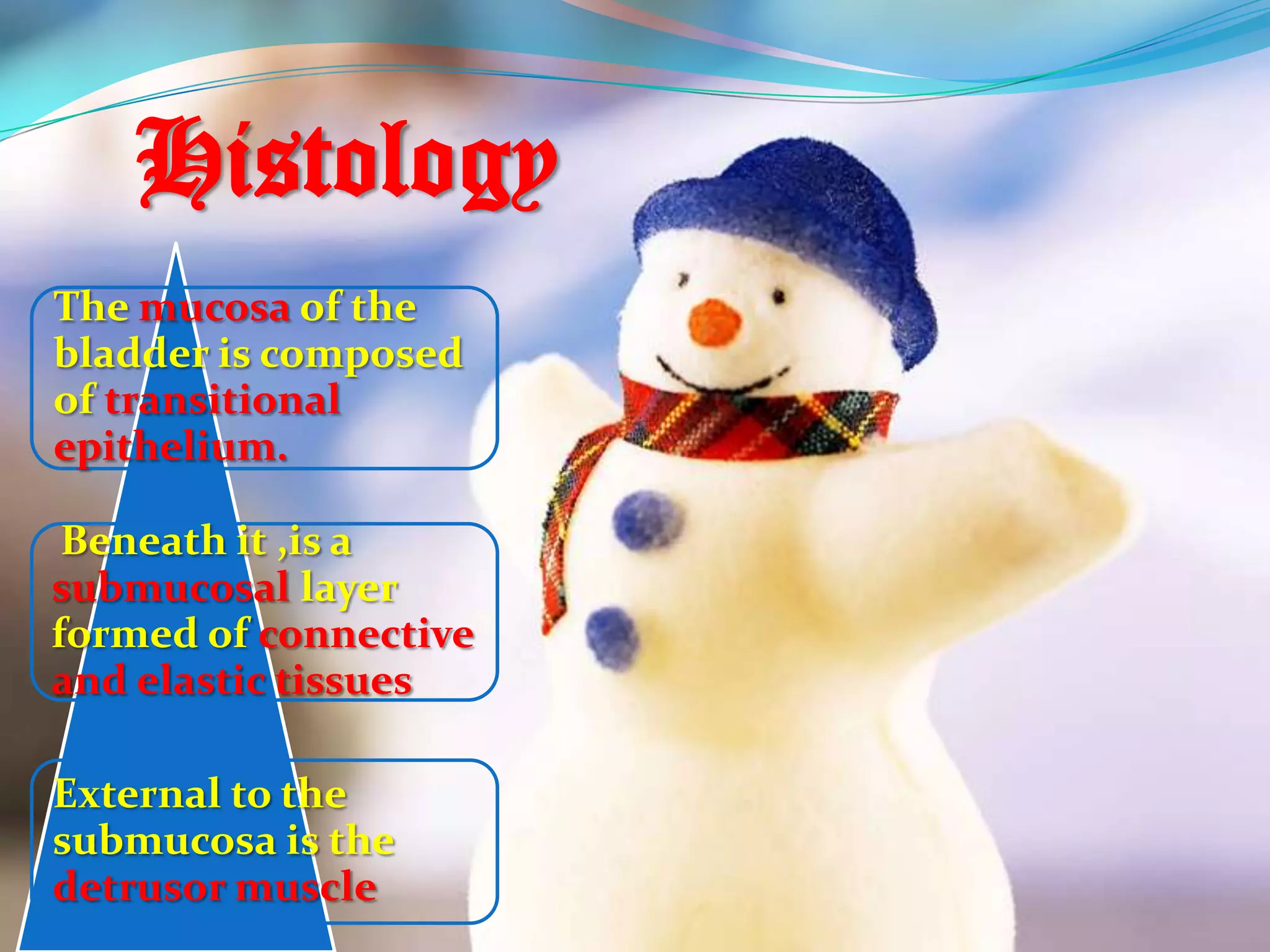 Histology
The mucosa of the
bladder is composed
of transitional
epithelium.

 Beneath it ,is a
submucosal layer
formed of connective
and elastic tissues

External to the
submucosa is the
detrusor muscle
 