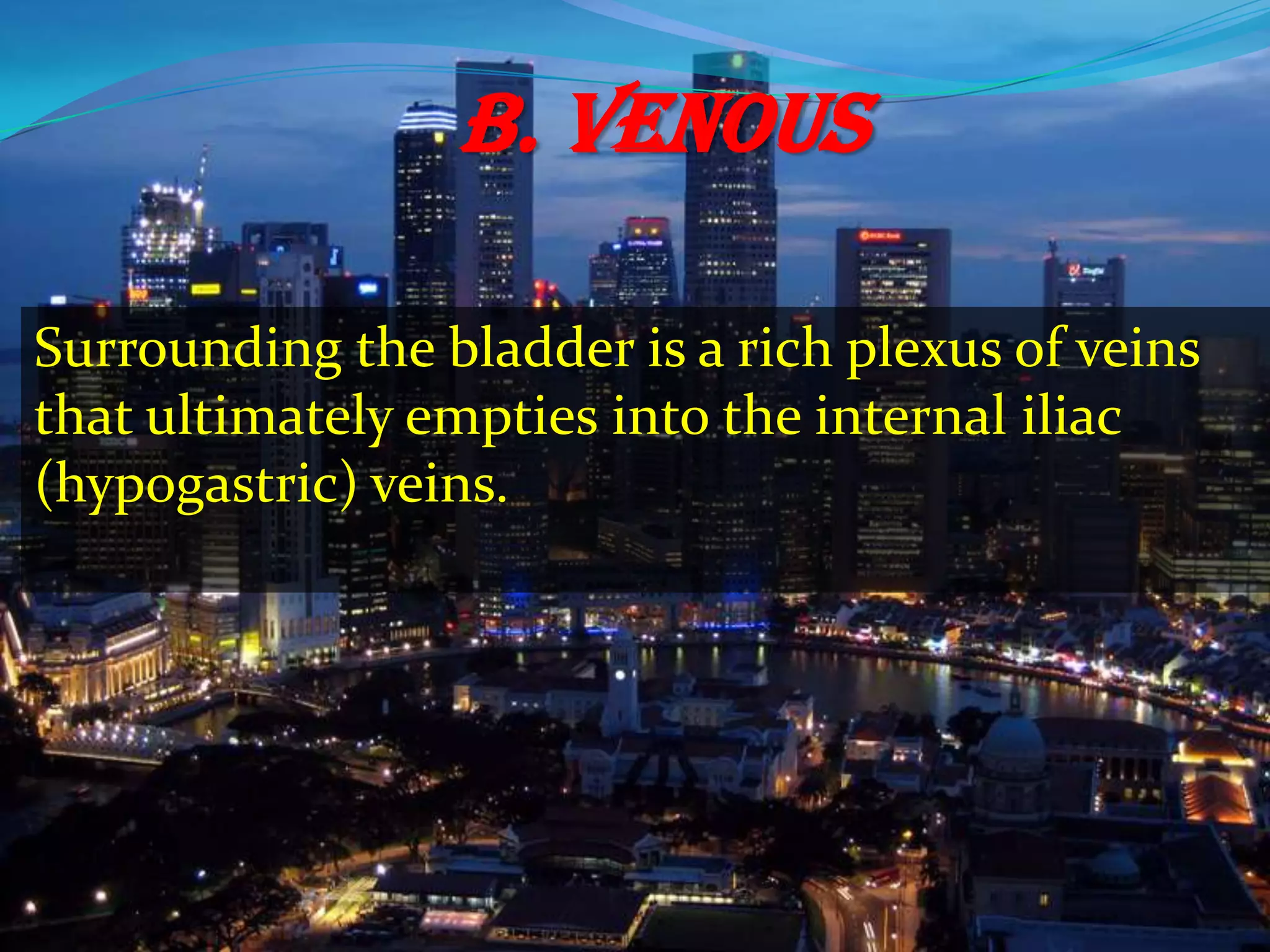 B. VENOUS

Surrounding the bladder is a rich plexus of veins
that ultimately empties into the internal iliac
(hypogastric) veins.
 