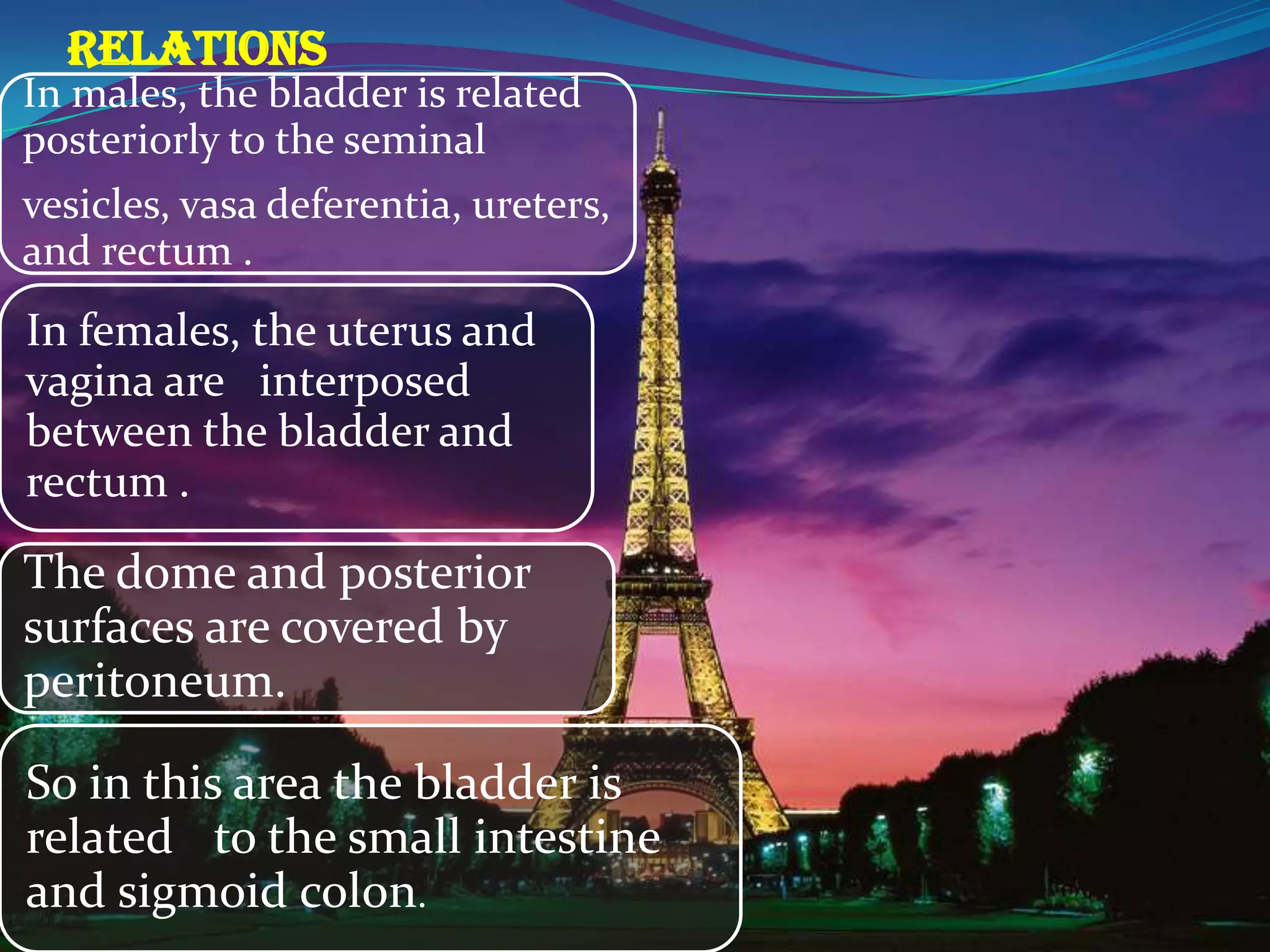 RELATIONS
In males, the bladder is related
posteriorly to the seminal
vesicles, vasa deferentia, ureters,
and rectum .
In females, the uterus and
vagina are interposed
between the bladder and
rectum .
The dome and posterior
surfaces are covered by
peritoneum.

So in this area the bladder is
related to the small intestine
and sigmoid colon.
 