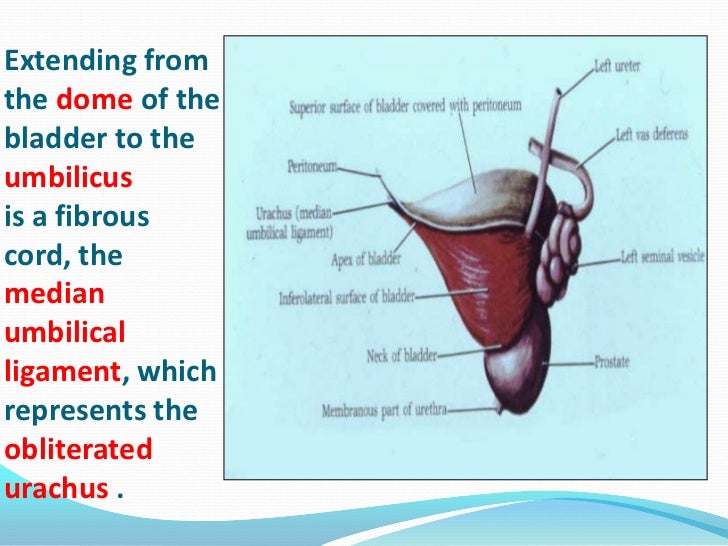 THE URINARY BLADDER