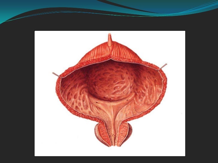 THE URINARY BLADDER