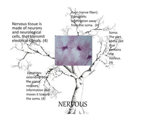 Axon (nerve fiber):
                              Transports
                              information away
Nervous tissue is             from the soma. (4)
made of neurons
and neurological                                    Soma:
cells, that transmit                                The part
electrical signals. (4)                             of the cell
                                                    that
                                                    contains
                                                    the
                                                    nucleus.
                                                    (4)

          Dendrites:
         extending from
         the soma,
         receives
         information and
         moves it toward
         the soma. (4)
                           NERVOUS
 