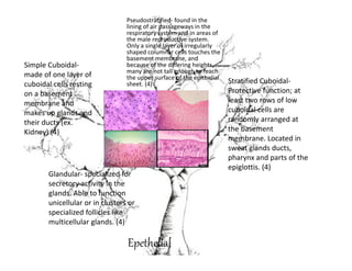 Pseudostratified- found in the
                                 lining of air passageways in the
                                 respiratory system and in areas of
                                 the male reproductive system.
                                 Only a single layer of irregularly
                                 shaped columnar cells touches the
                                 basement membrane, and
Simple Cuboidal-                 because of the differing heights,
                                 many are not tall enough to reach
made of one layer of             the upper surface of the epithelial
cuboidal cells resting           sheet. (4)                            Stratified Cuboidal-
on a basement                                                          Protective function; at
membrane and                                                           least two rows of low
makes up glands and                                                    cuboidal cells are
their ducts (ex.                                                       randomly arranged at
Kidney) (4)                                                            the basement
                                                                       membrane. Located in
                                                                       sweat glands ducts,
                                                                       pharynx and parts of the
                                                                       epiglottis. (4)
       Glandular- specialized for
       secretory activity in the
       glands. Able to function
       unicellular or in clusters or
       specialized follicles like
       multicellular glands. (4)

                                 Epethelial
 