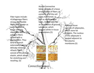 Areolar connective
                              tissue consists of a loose
                              arrangement of fibers. It
                              contains all of the cell
Fiber types include:          types mentioned, as
•Collagenous fibers:          well as all three fiber
strong and flexible           types. Areolar also has
fibers that appear as         an abundance of ground       Adipose tissue
wavy bundles in               substance, which             consists of adipocytes,
tissue sections.              appears white in tissue      which store fat
•Reticular fibers: thin       preparations.(5)             droplets. The nucleus
collagen fibers                                            of the adipocyte is
coated with a                                              located adjacent to
glycoprotein. They                                         the plasma
tend to branch                                             membrane.(5)
extensively forming
delicate networks.
•Elastic fibers:
consist of the protein
elastin, which allows
for stretching and
recoiling. (5)

                      Connective tissues
 