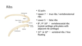 Two Adject Ribs anatomy and physiology tracheobronchial tree and lungs chest wall.pptx