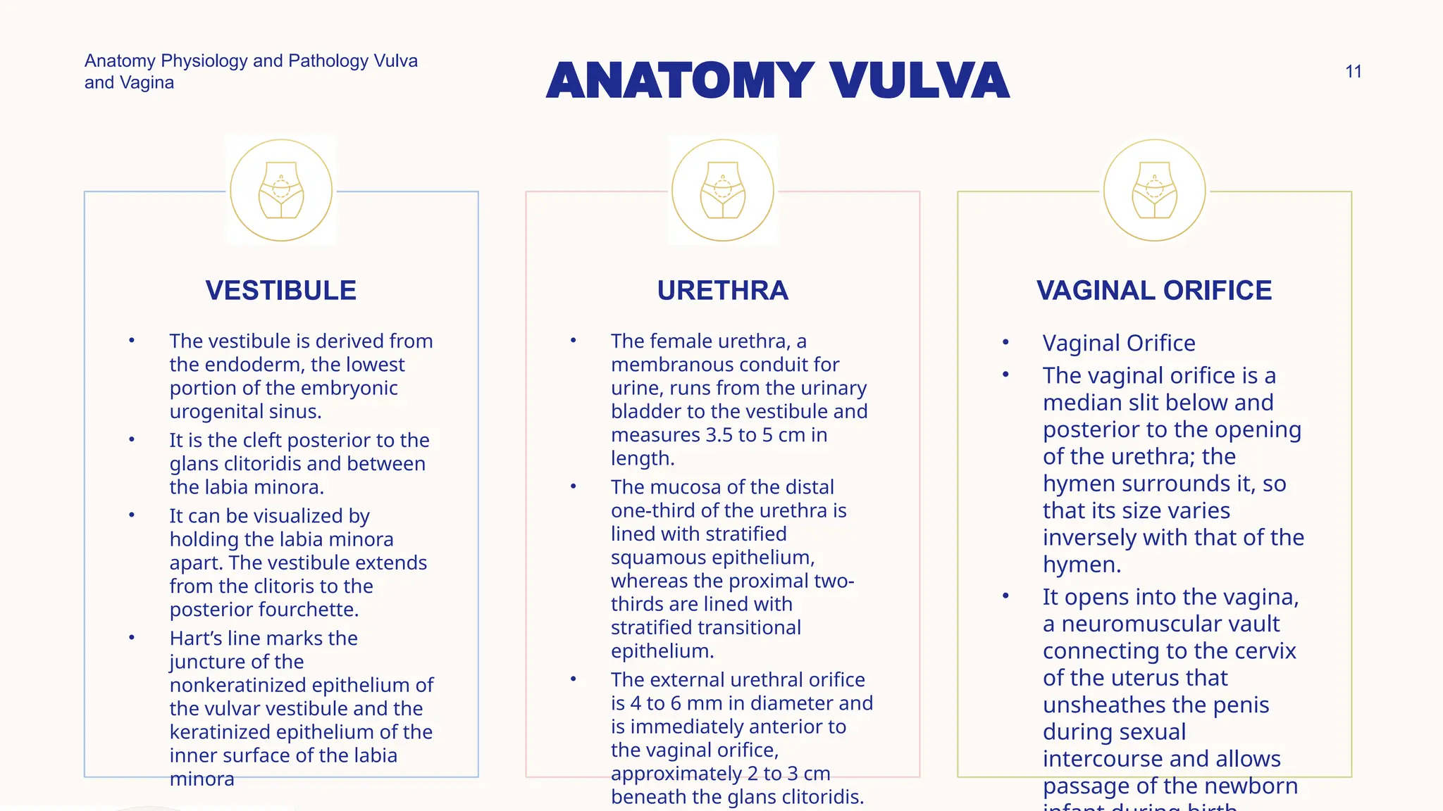 Anatomy And Physiology Vulva Vagina pptx