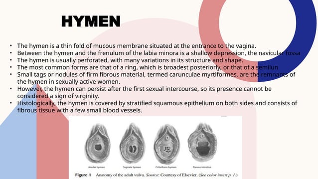 Anatomy and physiology vulva vagina.pptx