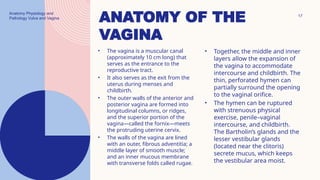 Anatomy And Physiology Vulva Vagina pptx