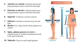 Ventral Ridging Anatomy and Physiplogy.pptx