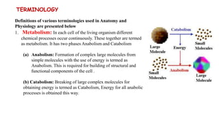 Anatomy and Physiplogy.pptx