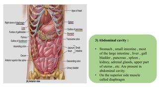 3) Abdominal cavity :
• Stomach , small intestine , most
of the large intestine , liver , gall
bladder , pancreas , spleen ,
kidney, adrenal glands, upper part
of uterus , etc. Are present in
abdominal cavity.
• On the superior side muscle
called diaphragm
 