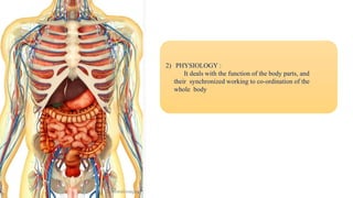 2) PHYSIOLOGY :
It deals with the function of the body parts, and
their synchronized working to co-ordination of the
whole body
 