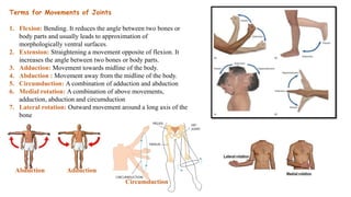 Terms for Movements of Joints
1. Flexion: Bending. It reduces the angle between two bones or
body parts and usually leads to approximation of
morphologically ventral surfaces.
2. Extension: Straightening a movement opposite of flexion. It
increases the angle between two bones or body parts.
3. Adduction: Movement towards midline of the body.
4. Abduction : Movement away from the midline of the body.
5. Circumduction: A combination of adduction and abduction
6. Medial rotation: A combination of above movements,
adduction, abduction and circumduction
7. Lateral rotation: Outward movement around a long axis of the
bone
Abduction Adduction
Circumduction
 