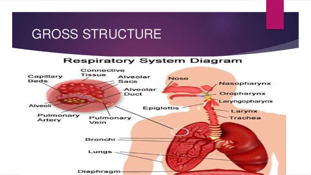 Anatomy and physiological changes in pregnancy