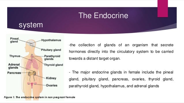 Anatomy and physiological changes in pregnancy