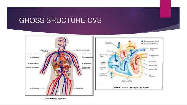 Anatomy and physiological changes in pregnancy