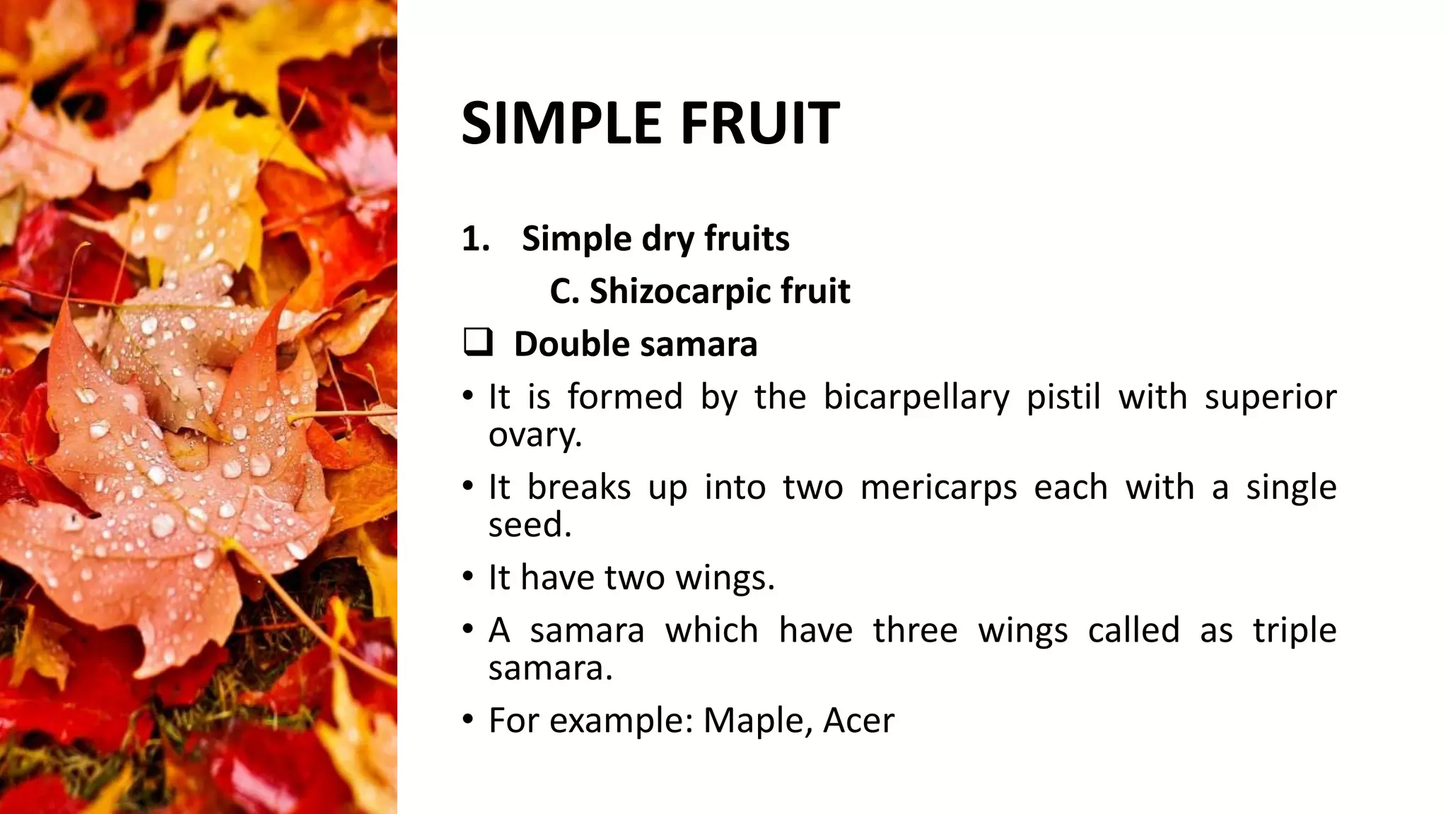 Anatomy and reproductive part of fruit | PPTX