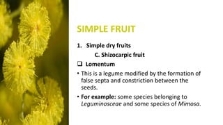 Septum Fruit Example Anatomy and reproductive part of fruit | PPTX