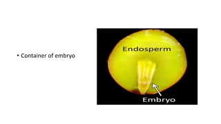 Anatomy and reproductive part of fruit | PPTX