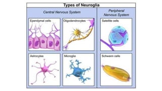 Anatomy and the Physiology of the Nervous System (2).pptx