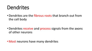 Anatomy and the Physiology of the Nervous System (2).pptx