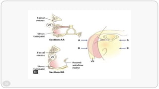 Mid Ear Loop Anatomy and ultrastructure of middle ear | PPTX