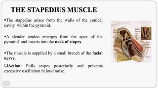 Anatomy and ultrastructure of middle ear | PPTX