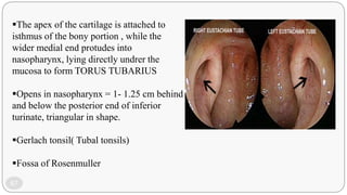 Process Tubaris Anatomy and ultrastructure of middle ear | PPTX