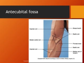 Anatomy and Venipuncture equipment (1).pptx