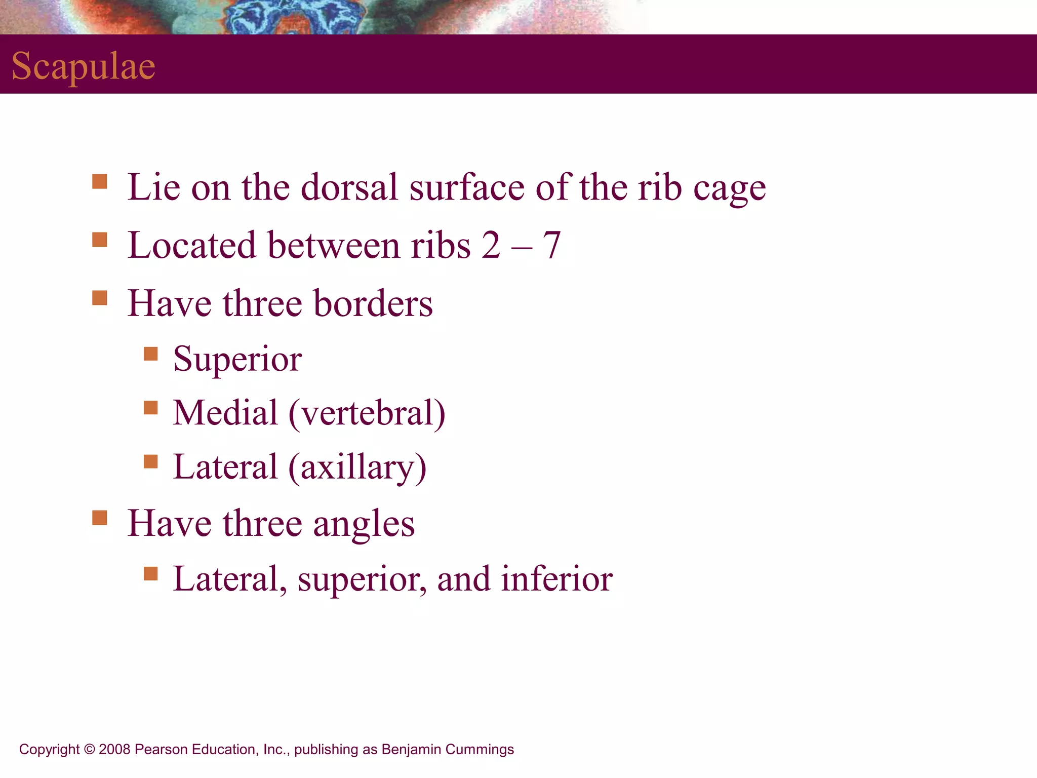 Copyright © 2008 Pearson Education, Inc., publishing as Benjamin Cummings
Scapulae
 Lie on the dorsal surface of the rib cage
 Located between ribs 2 – 7
 Have three borders
 Superior
 Medial (vertebral)
 Lateral (axillary)
 Have three angles
 Lateral, superior, and inferior
 