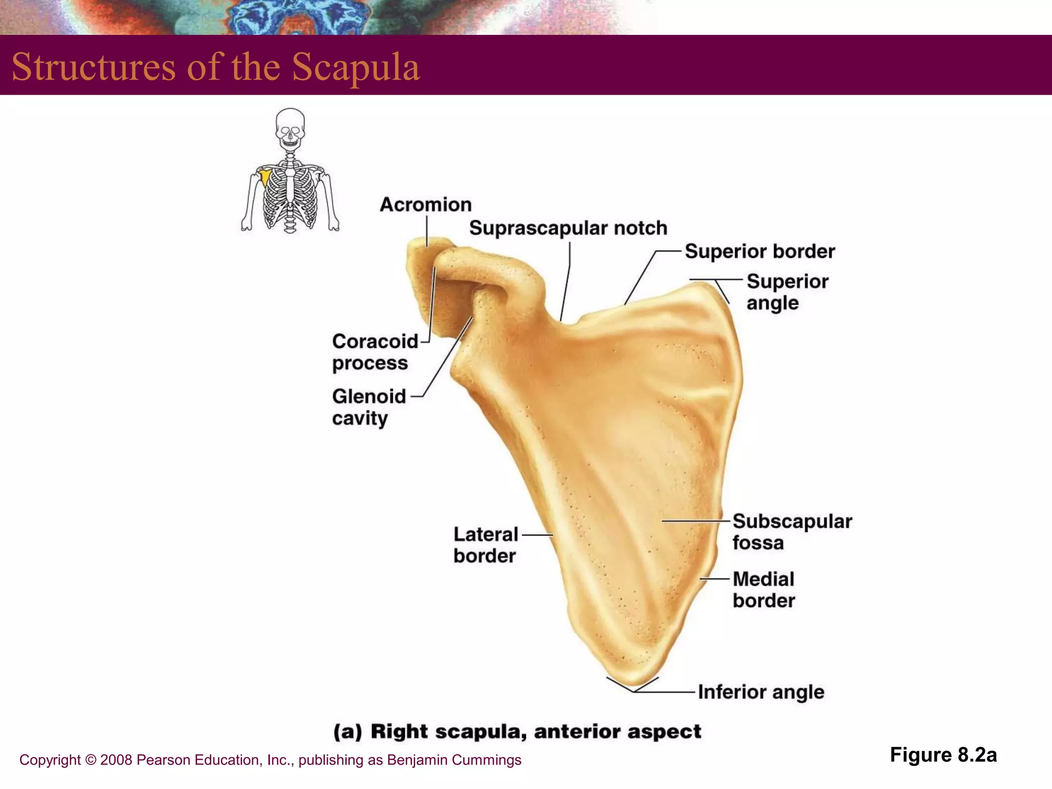 Copyright © 2008 Pearson Education, Inc., publishing as Benjamin Cummings
Structures of the Scapula
Figure 8.2a
 