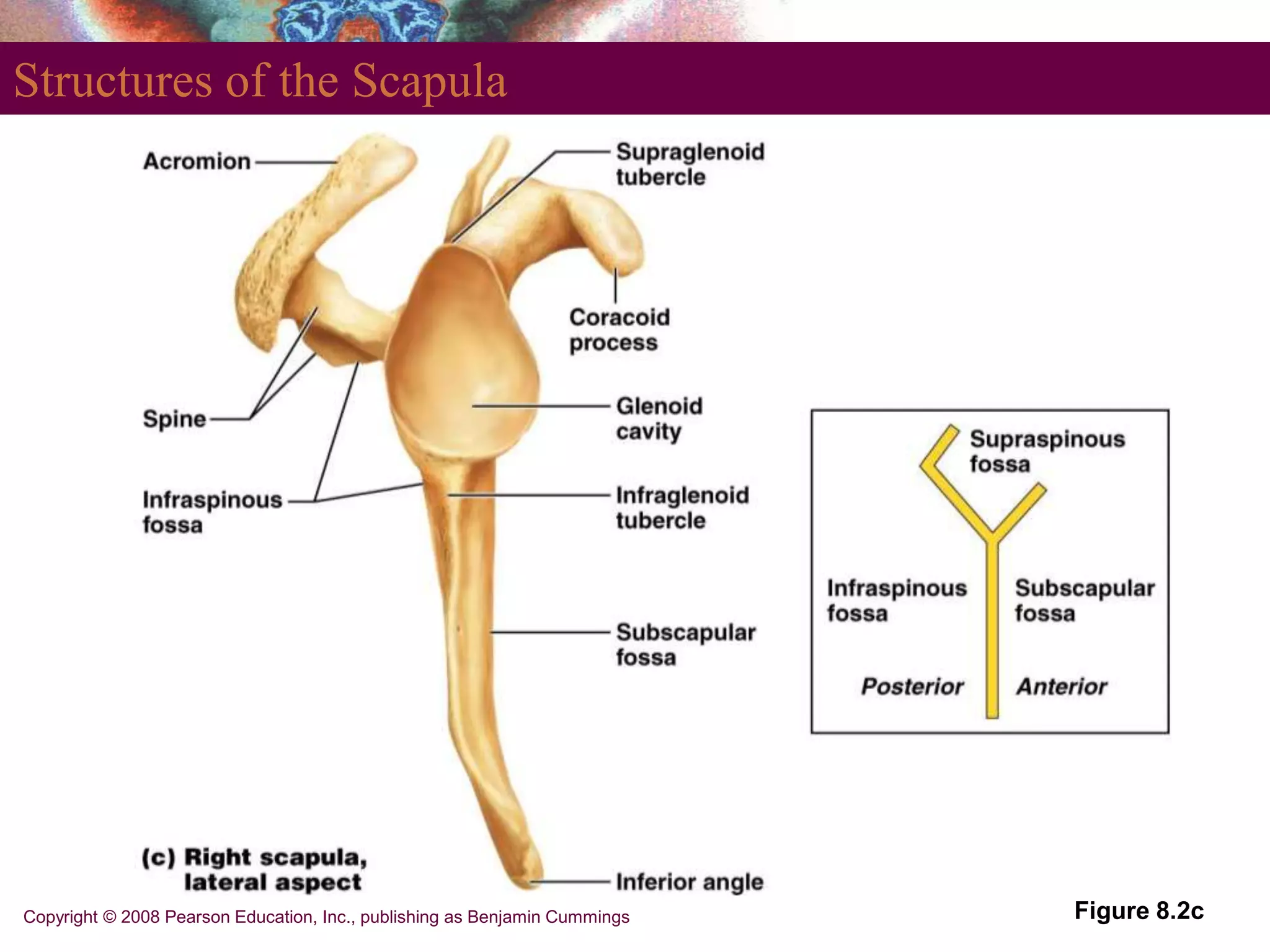 Copyright © 2008 Pearson Education, Inc., publishing as Benjamin Cummings
Structures of the Scapula
Figure 8.2c
 
