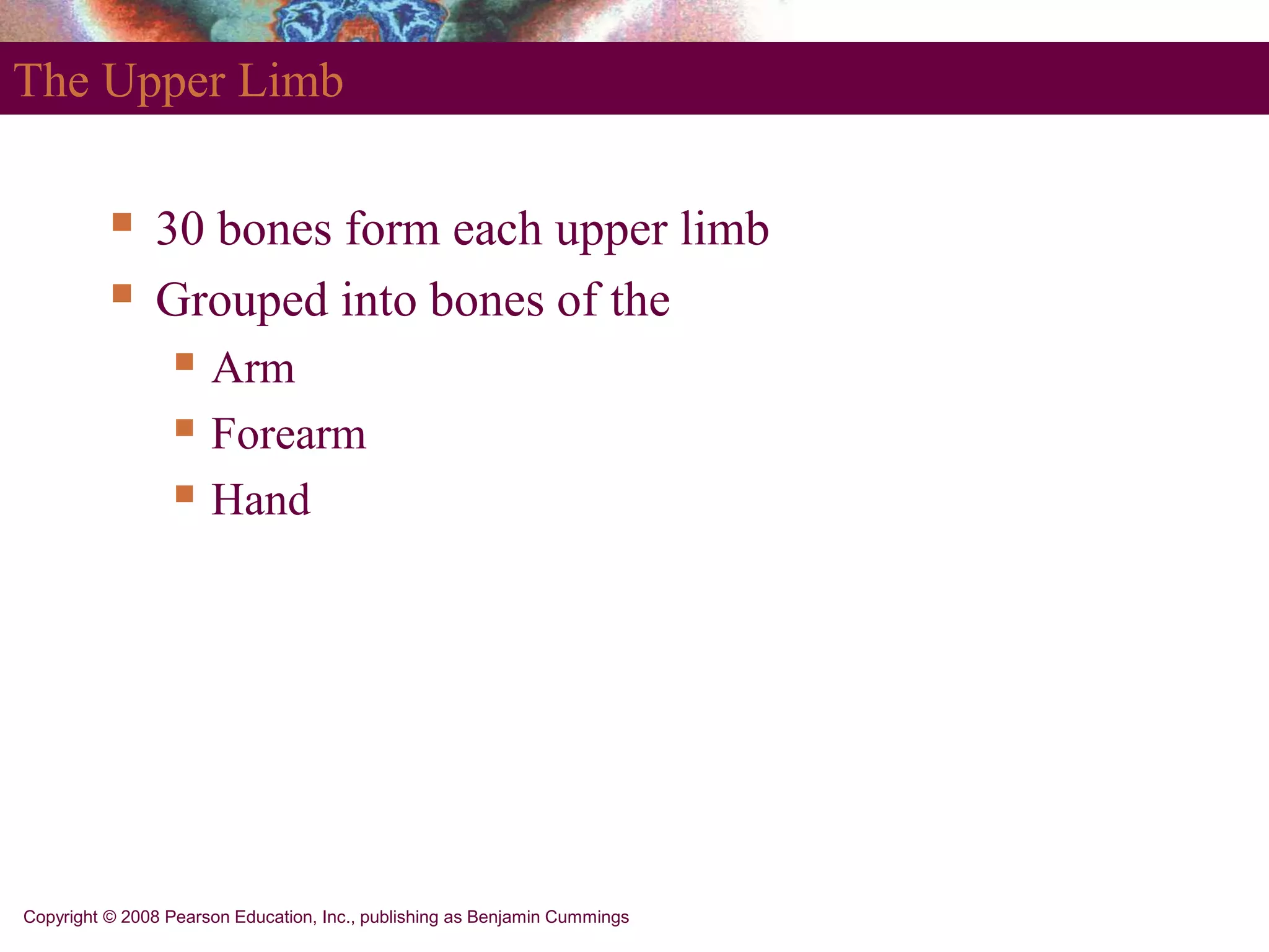 Copyright © 2008 Pearson Education, Inc., publishing as Benjamin Cummings
The Upper Limb
 30 bones form each upper limb
 Grouped into bones of the
 Arm
 Forearm
 Hand
 