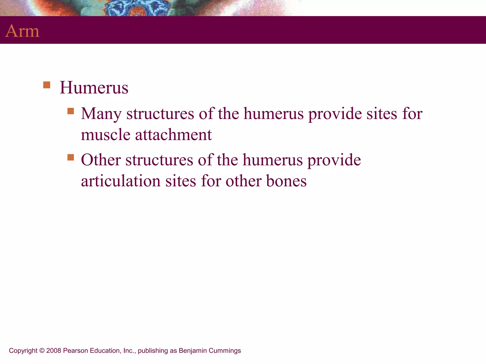 Copyright © 2008 Pearson Education, Inc., publishing as Benjamin Cummings
Arm
 Humerus
 Many structures of the humerus provide sites for
muscle attachment
 Other structures of the humerus provide
articulation sites for other bones
 
