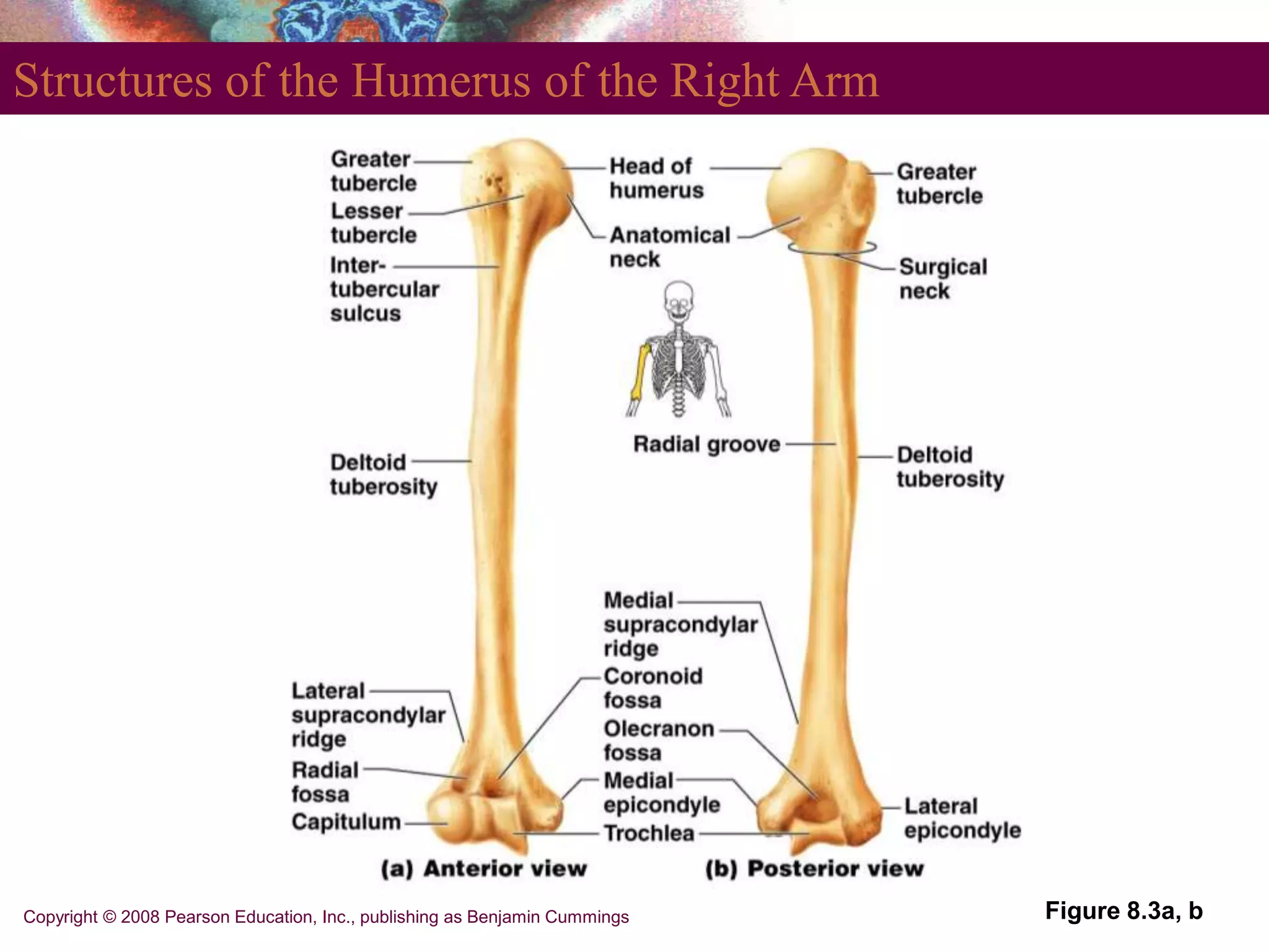 Copyright © 2008 Pearson Education, Inc., publishing as Benjamin Cummings
Structures of the Humerus of the Right Arm
Figure 8.3a, b
 