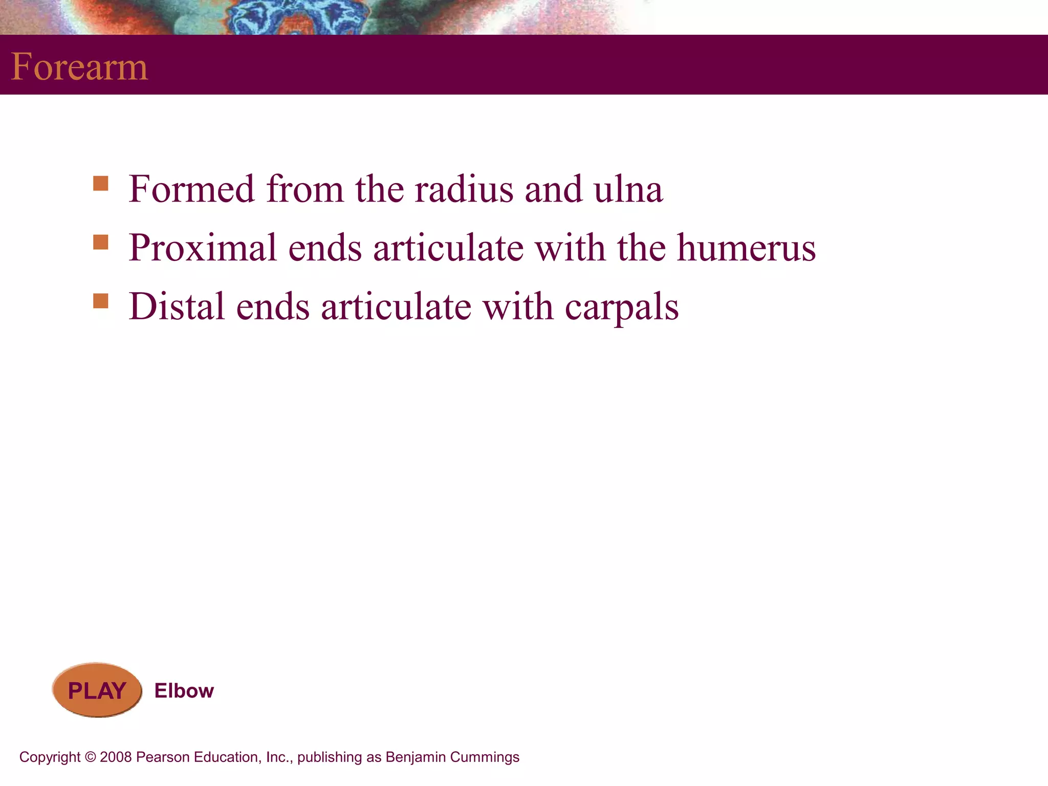 Copyright © 2008 Pearson Education, Inc., publishing as Benjamin Cummings
Forearm
 Formed from the radius and ulna
 Proximal ends articulate with the humerus
 Distal ends articulate with carpals
PLAY Elbow
 