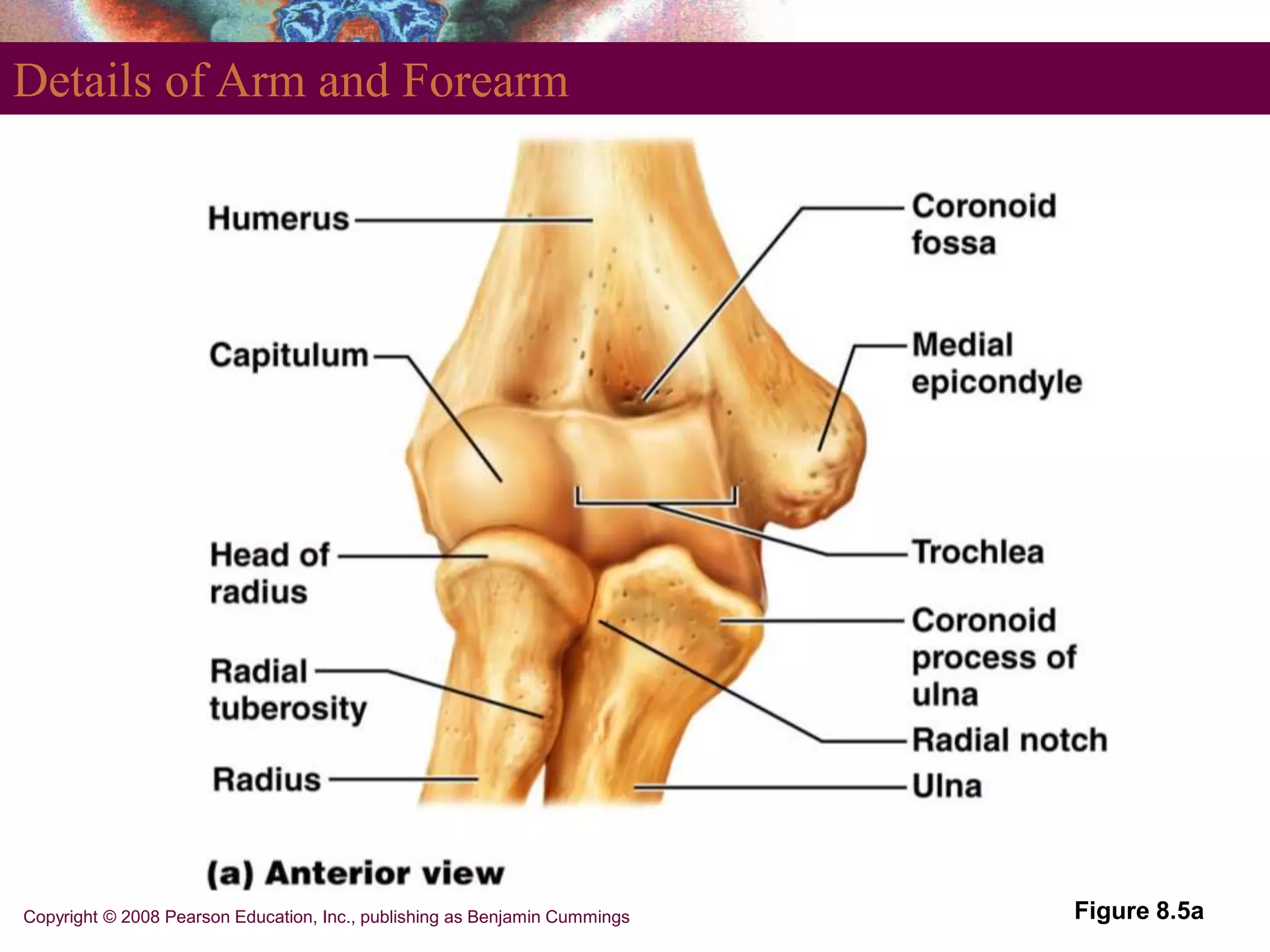 Copyright © 2008 Pearson Education, Inc., publishing as Benjamin Cummings
Details of Arm and Forearm
Figure 8.5a
 