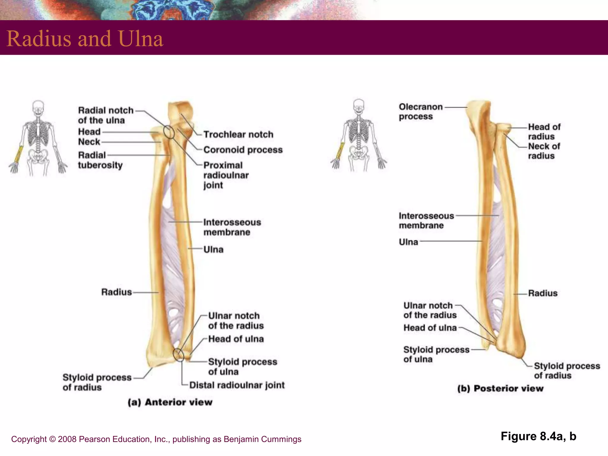 Copyright © 2008 Pearson Education, Inc., publishing as Benjamin Cummings
Radius and Ulna
Figure 8.4a, b
 