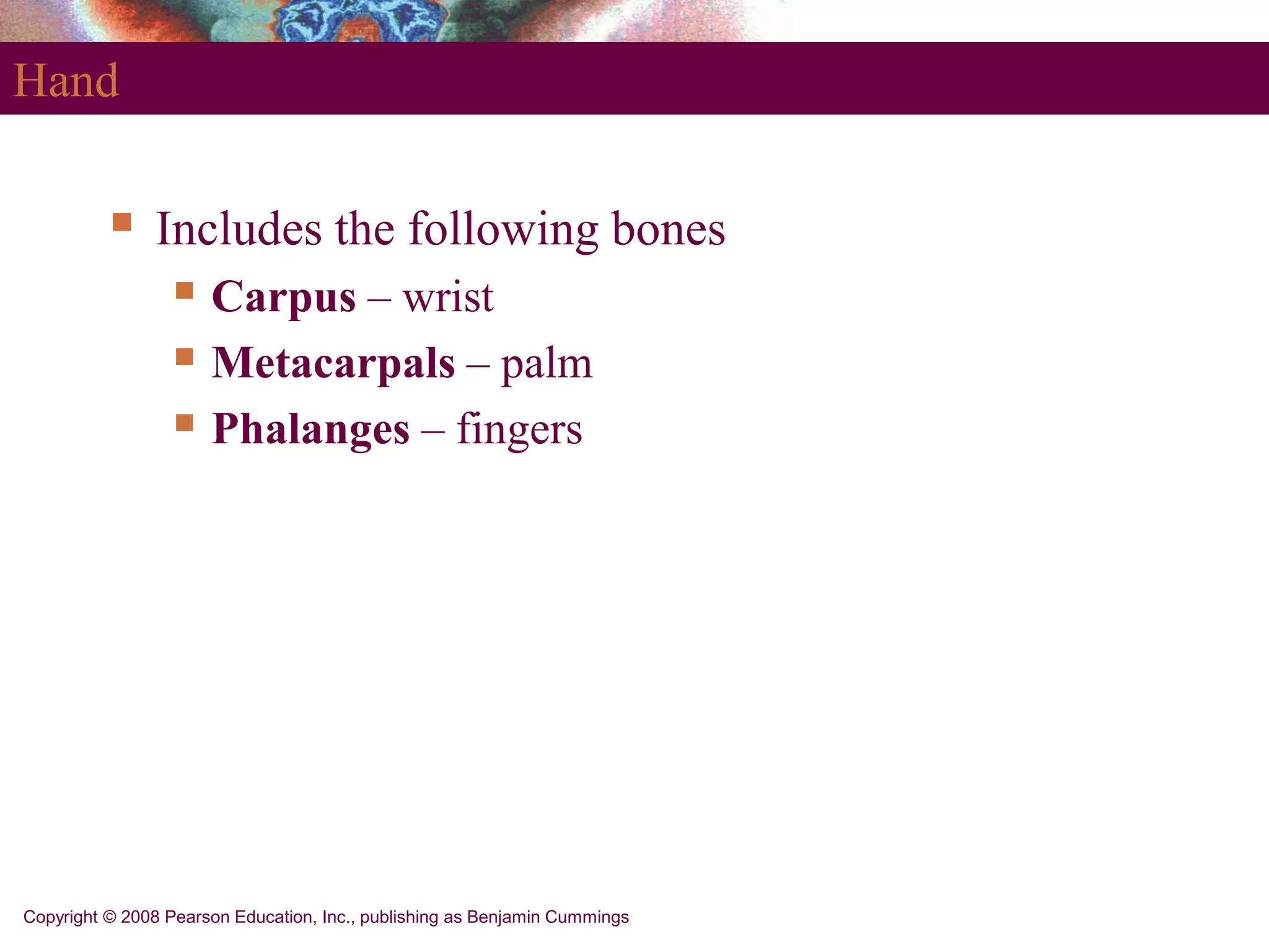 Copyright © 2008 Pearson Education, Inc., publishing as Benjamin Cummings
Hand
 Includes the following bones
 Carpus – wrist
 Metacarpals – palm
 Phalanges – fingers
 